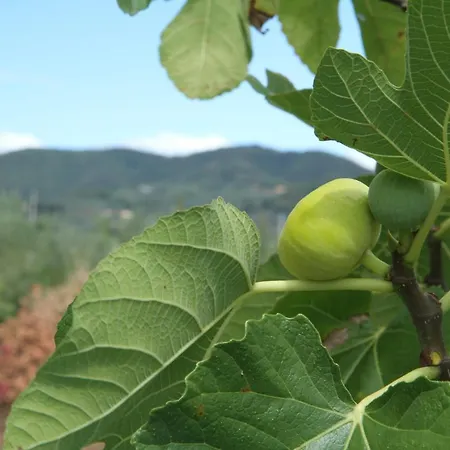 Agriturismo I Macchiaioli Bauernhof Montevettolini